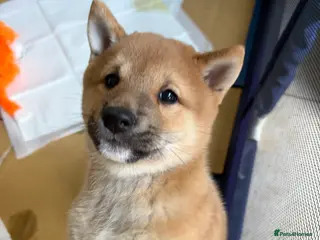 Japanese Shiba Inu dogs Beautiful Japanese Shiba Inu Boy – First Litter - Advert 1
