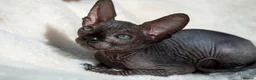 Sphynx cats for sale: Stunning sphinx kittens  - Advert 4