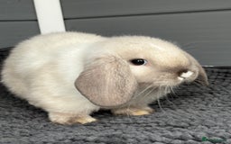 Mini Lop rabbits for sale: Beautiful female mini lop  - Image 1