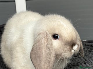 Mini Lop rabbits - Advert 1