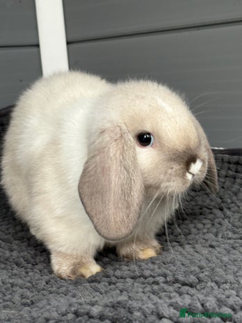 Mini Lop rabbits - Advert 2