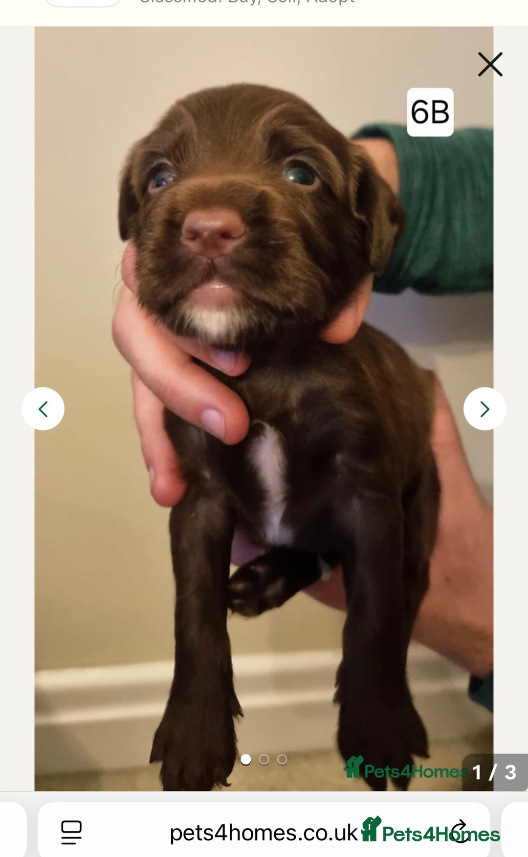 Cocker Spaniel dogs for stud: K C registered - Mr Midnight for Stud in Huddersfield - Advert 24