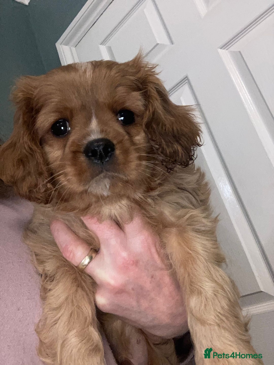 Cavalier King Charles Spaniel dogs for sale: Cavalier King Charles Spaniel Puppies - Advert 6