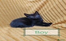 Mixed Breed cats for sale: Half Maine Coon kittens VIDEOS - Image 3
