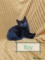 Mixed Breed cats - Advert 13