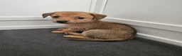 Chiweenie dogs for sale: Chiweenie  - Advert 13