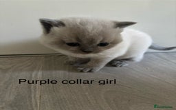 British Shorthair cats for sale: GGCF British shorthair Blue colourpoint kittens  - Image 3