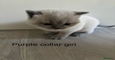 British Shorthair cats - Advert 4
