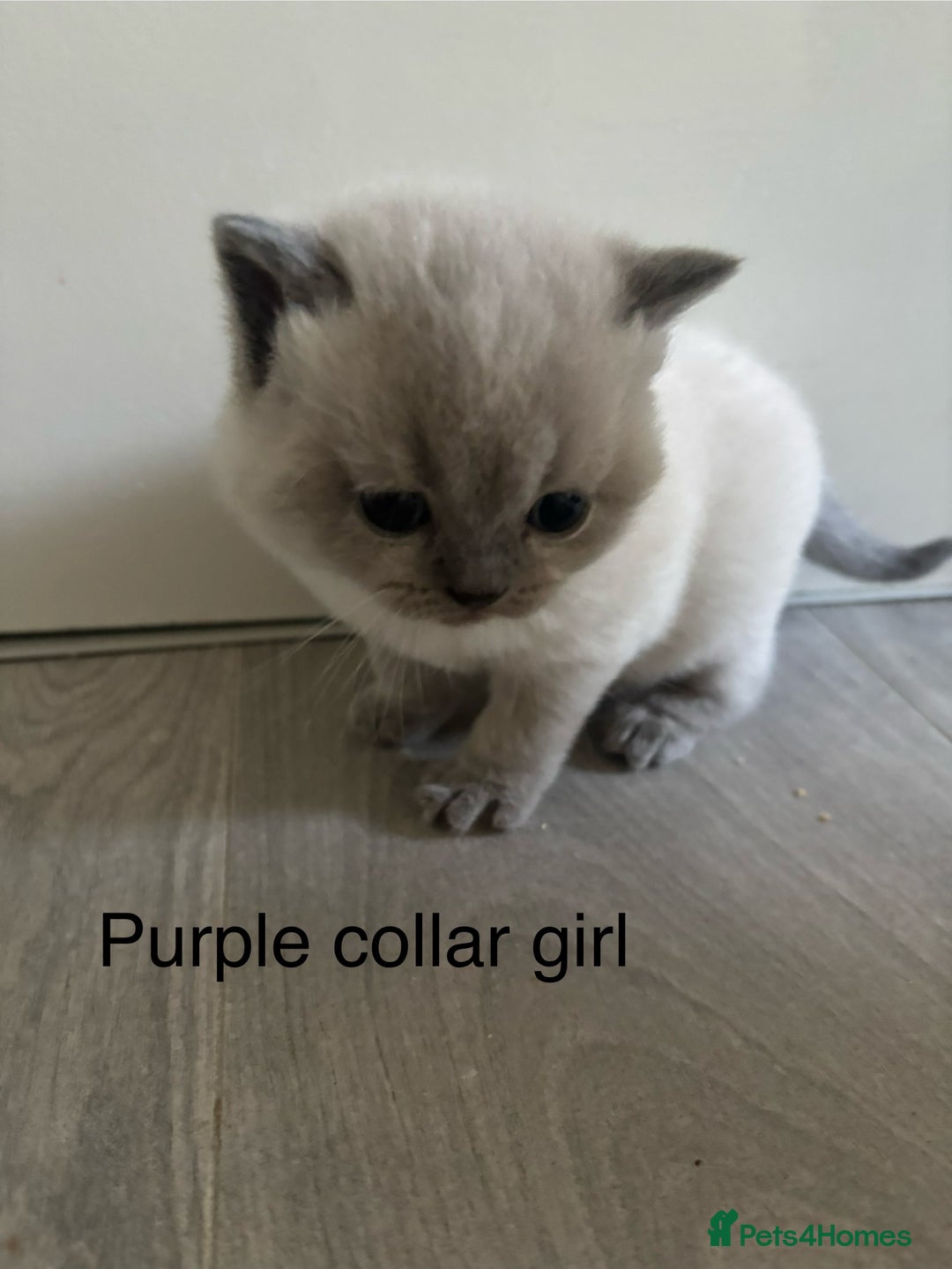 British Shorthair cats for sale: GGCF British shorthair Blue colourpoint kittens  - Image 3