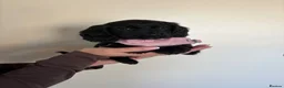 Cocker Spaniel dogs for sale: Beautiful cocker spaniel puppies  - Advert 12