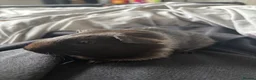 Guinea Pig rodents for sale: 4 boy pigs  - Advert 4