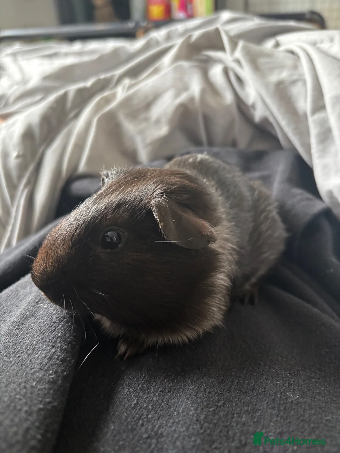 Guinea Pig rodents for sale: 4 boy pigs  - Advert 4