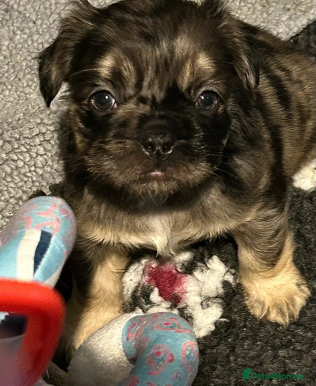 French Bulldog dogs for sale: Ready now, 2 boys 🐾🔥Fluffy French bulldogs 🔥🐾 - Advert 37