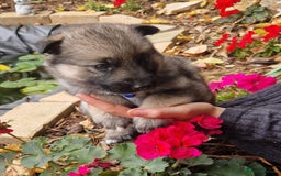 Shepsky dogs for sale: Beautiful chunky litter of shepsky pups - Image 4