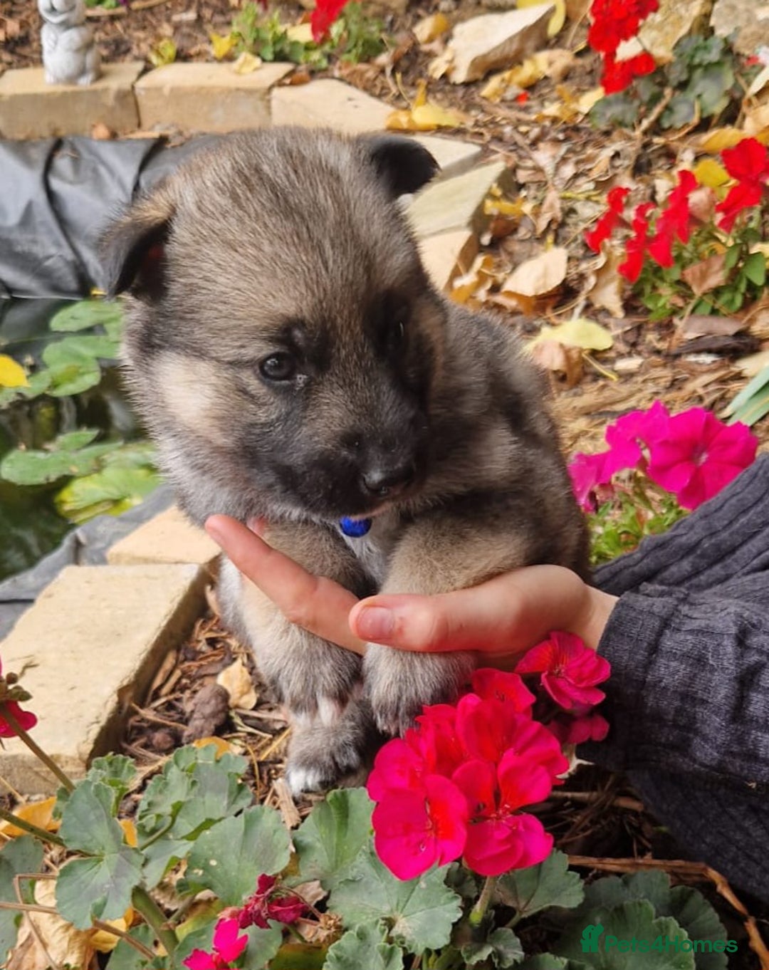 Shepsky dogs for sale: Beautiful chunky litter of shepsky pups - Image 4