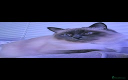 Ragdoll cats for sale: Blue Point Ragdoll Kittens for sale   - Image 15