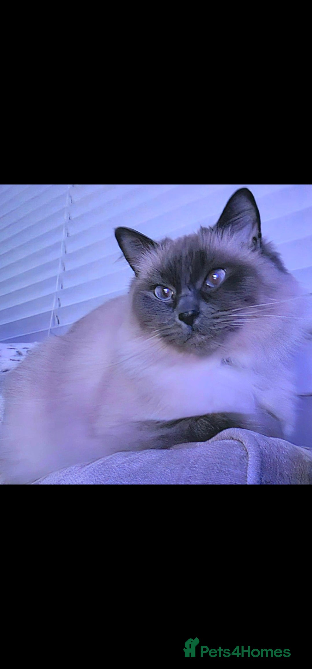 Ragdoll cats for sale: Blue Point Ragdoll Kittens for sale   - Image 15