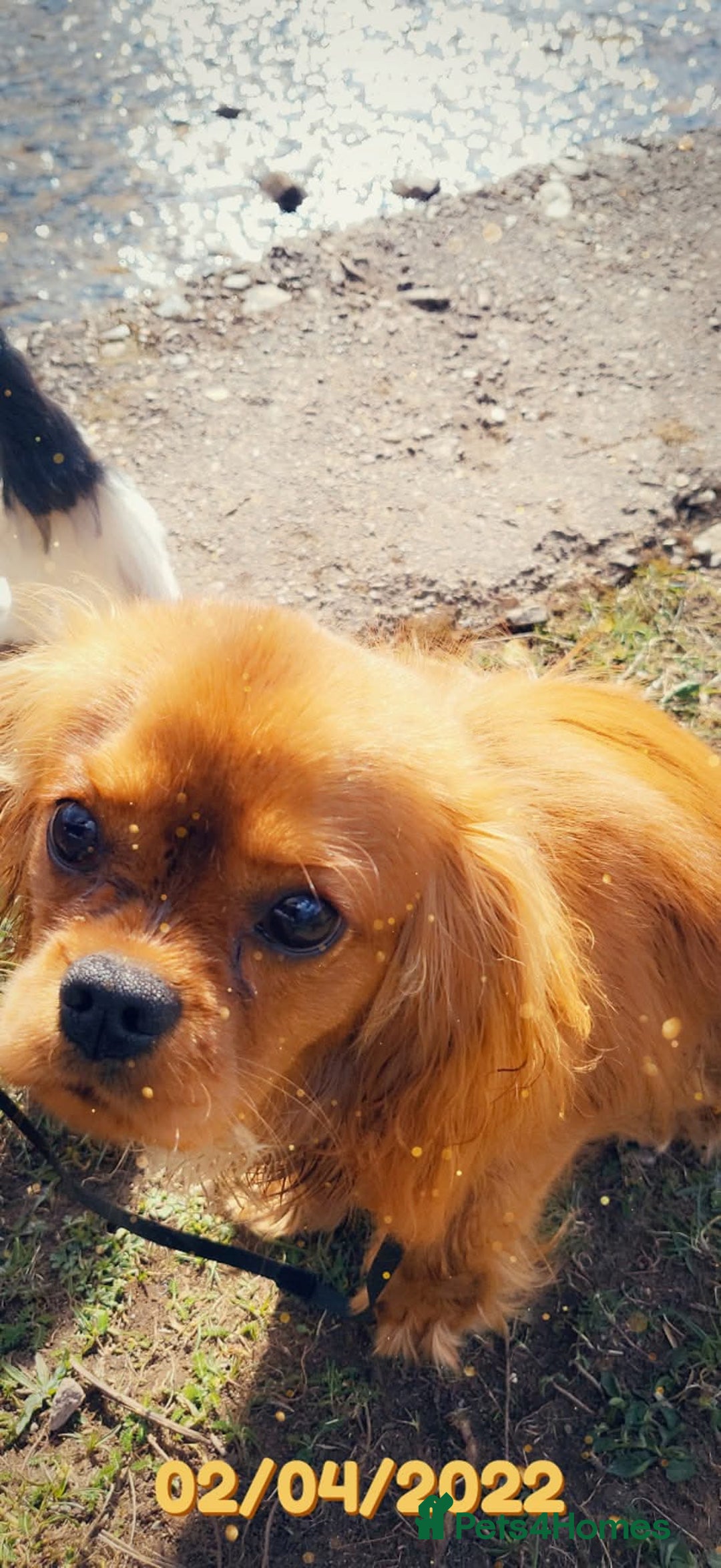 Cavalier King Charles Spaniel dogs for sale: Cavalier king charles puppys READY NOW pedigree KC - Advert 18