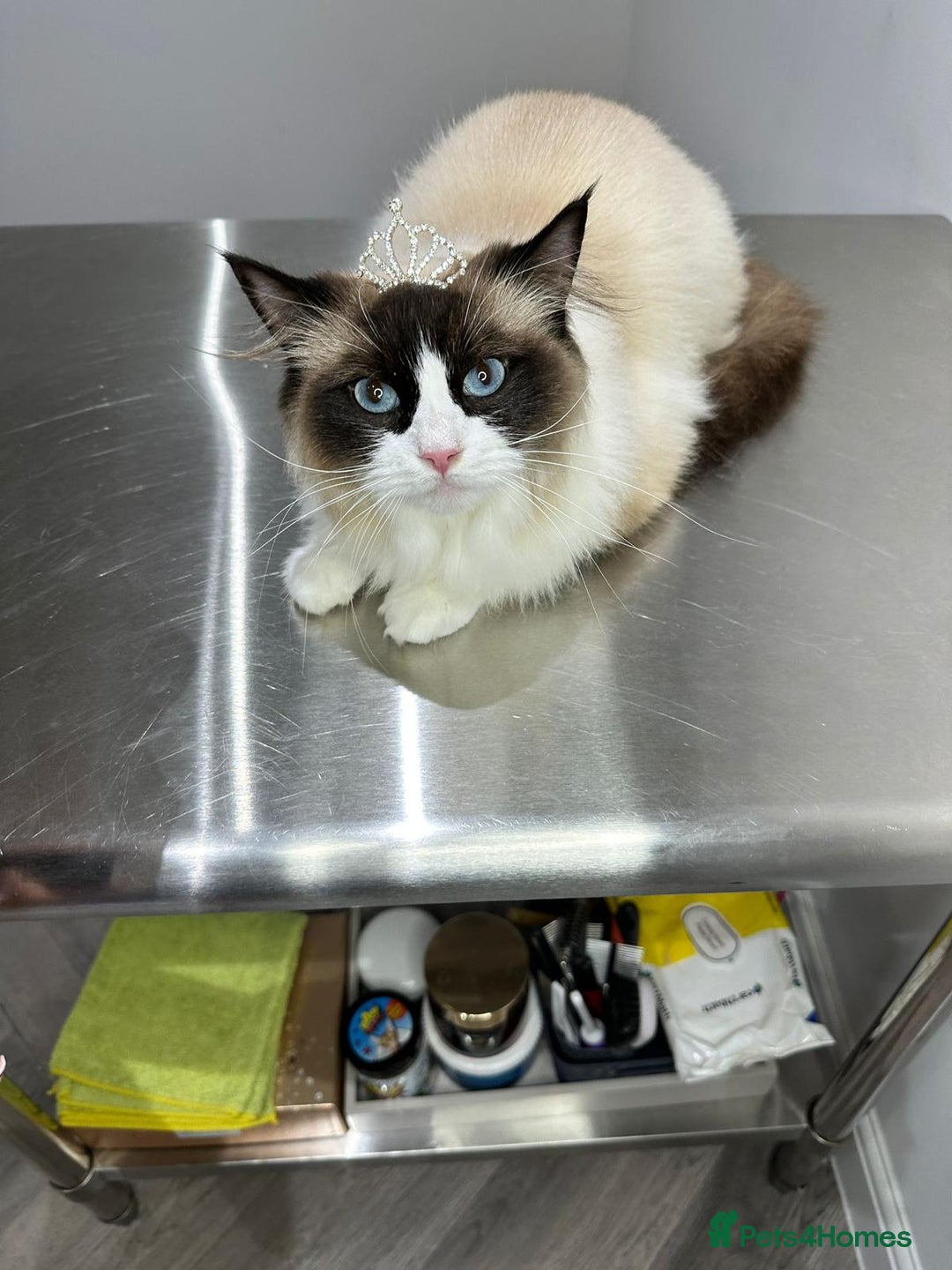 RagaMuffin cats for sale: 🐾 **Adopt Ragdoll-Shorthair Kitten!** 🐾 - Image 17