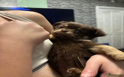 Chihuahua dogs for sale: 4 adorable male 3/4 chihuahuas  - Advert 5