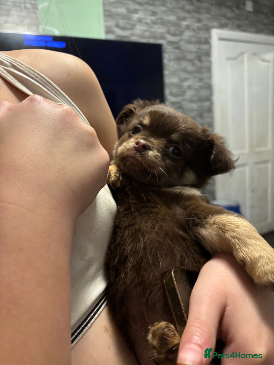 Chihuahua dogs for sale: 4 adorable male 3/4 chihuahuas  - Advert 5