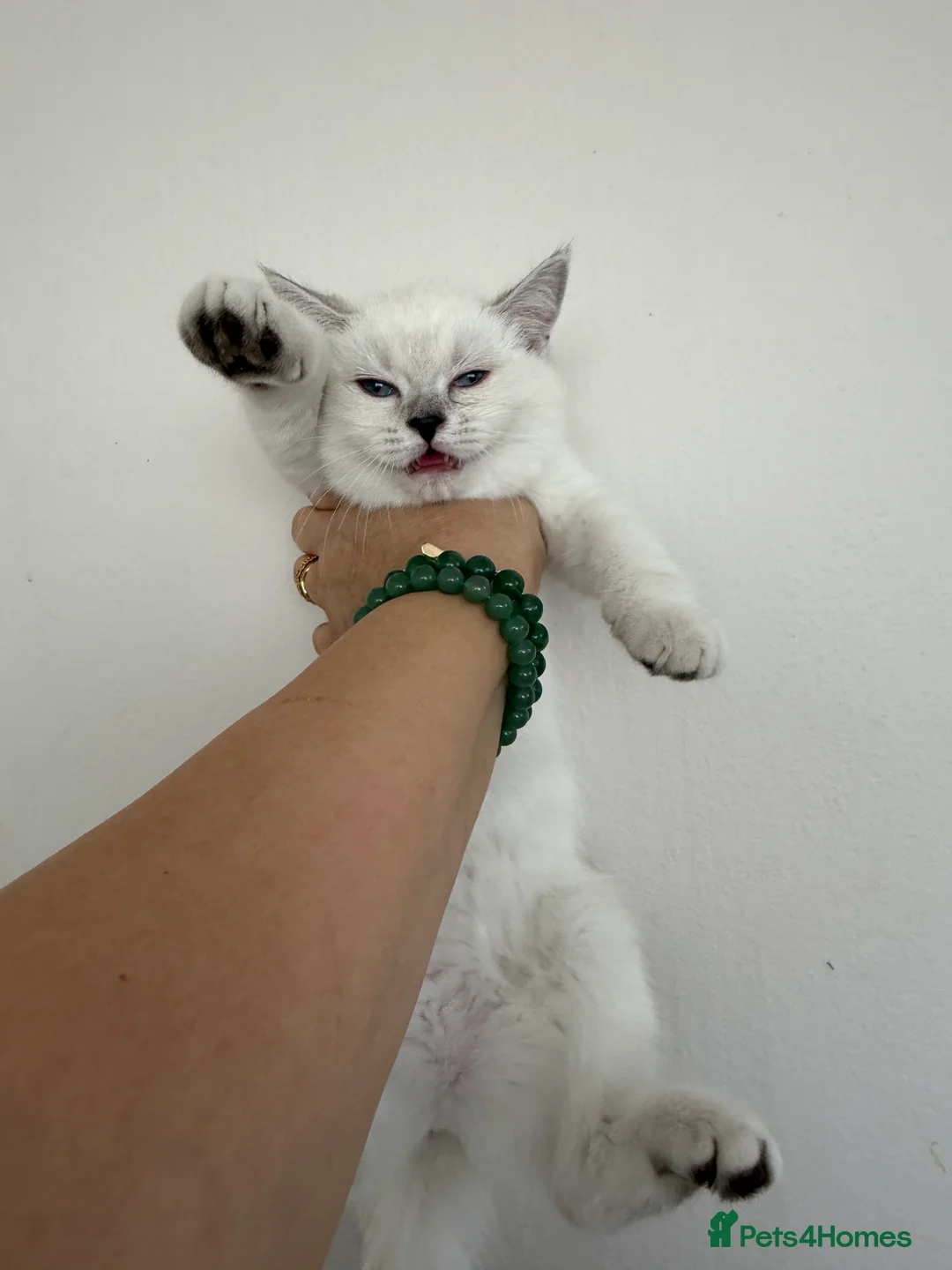 Ragdoll cats for sale: 5 British short hair kittens - Advert 2