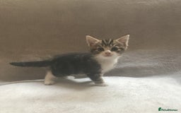 Mixed Breed cats for sale: Bring Home a Bundle of Joy Kittens Ready Oct. 2nd! - Image 1