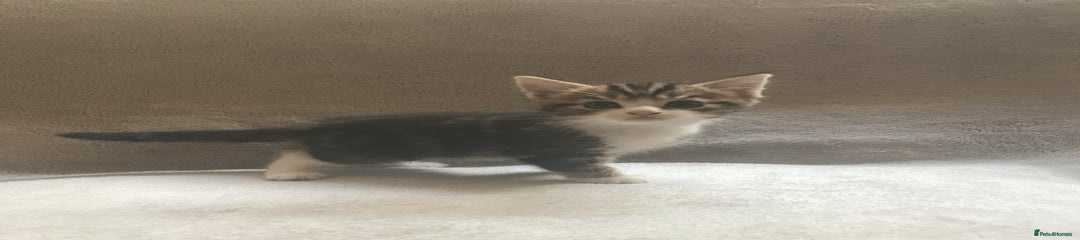 Mixed Breed Kitten 1 - Female