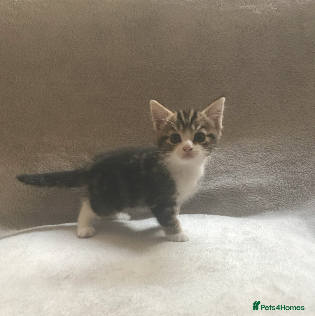 Mixed Breed cats for sale: Bring Home a Bundle of Joy Kittens Ready Oct. 2nd! - Image 1