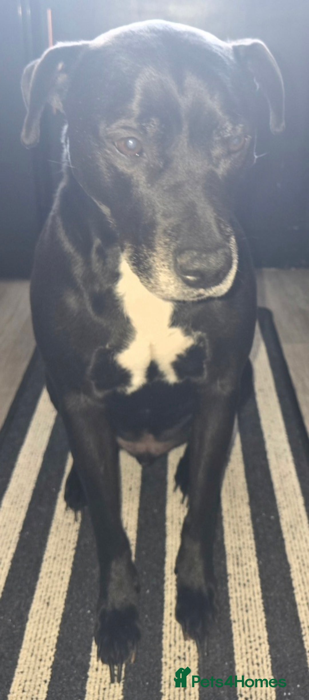 Mixed Breed dogs for sale: Diesel - Advert 3