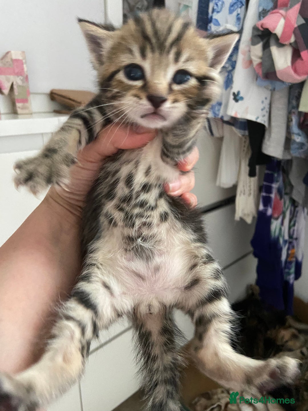 Mixed Breed cats for sale: Gorgeous tabby kittens (ONLY 1 LEFT) - Image 10