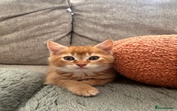 Mixed Breed cats for sale: Two ginger boys - Image 11