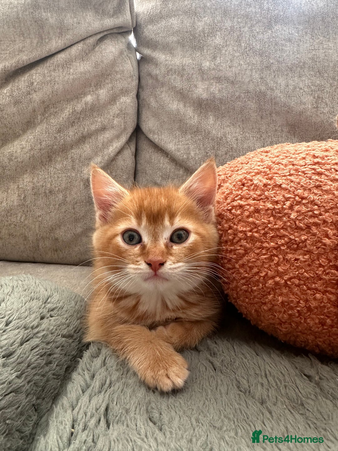 Mixed Breed cats for sale: Two ginger boys - Image 11