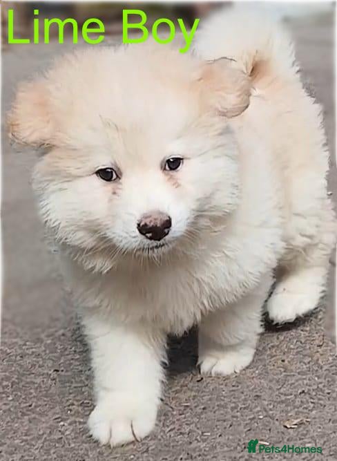 German Shepherd dogs *READY NOW! LAST 3* German Shepherds - Advert 5