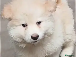 German Shepherd dogs *READY NOW! LAST 3* German Shepherds - Advert 5