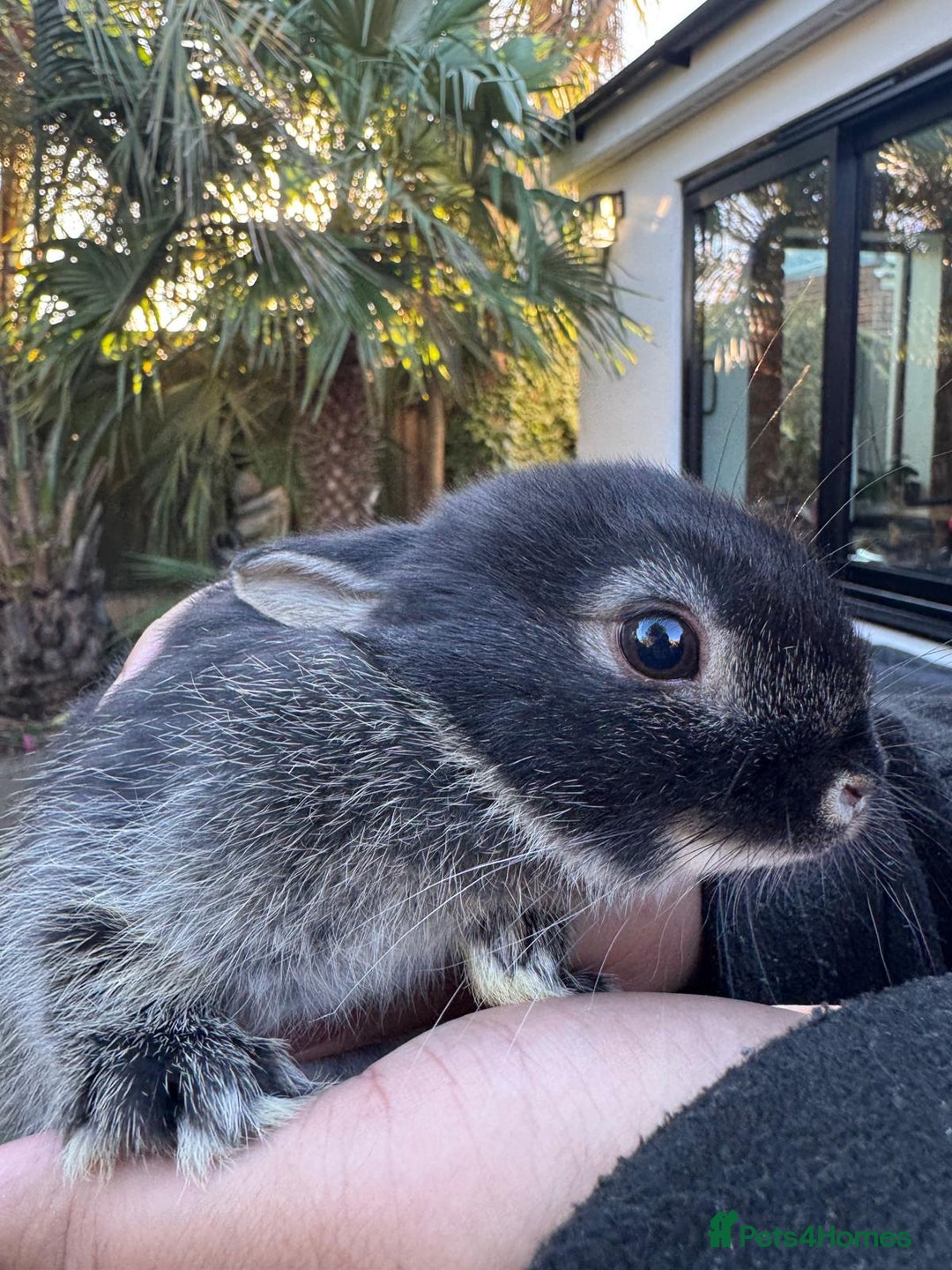 Mixed Breed rabbits for sale: 2 Netherland Dwarf Rabbits - Advert 4