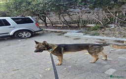 Belgian Shepherd Dog dogs for sale: Diesel - Image 1