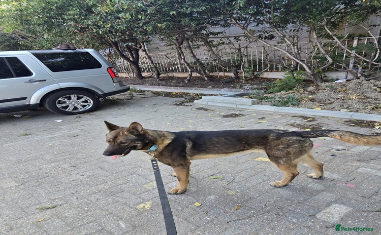 Belgian Shepherd Dog dogs - Advert 1