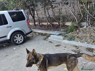 Belgian Shepherd Dog dogs - Advert 1