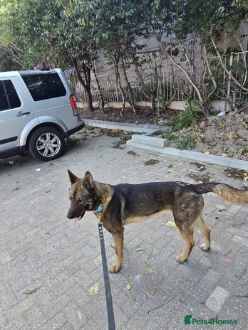 Belgian Shepherd Dog dogs - Advert 1