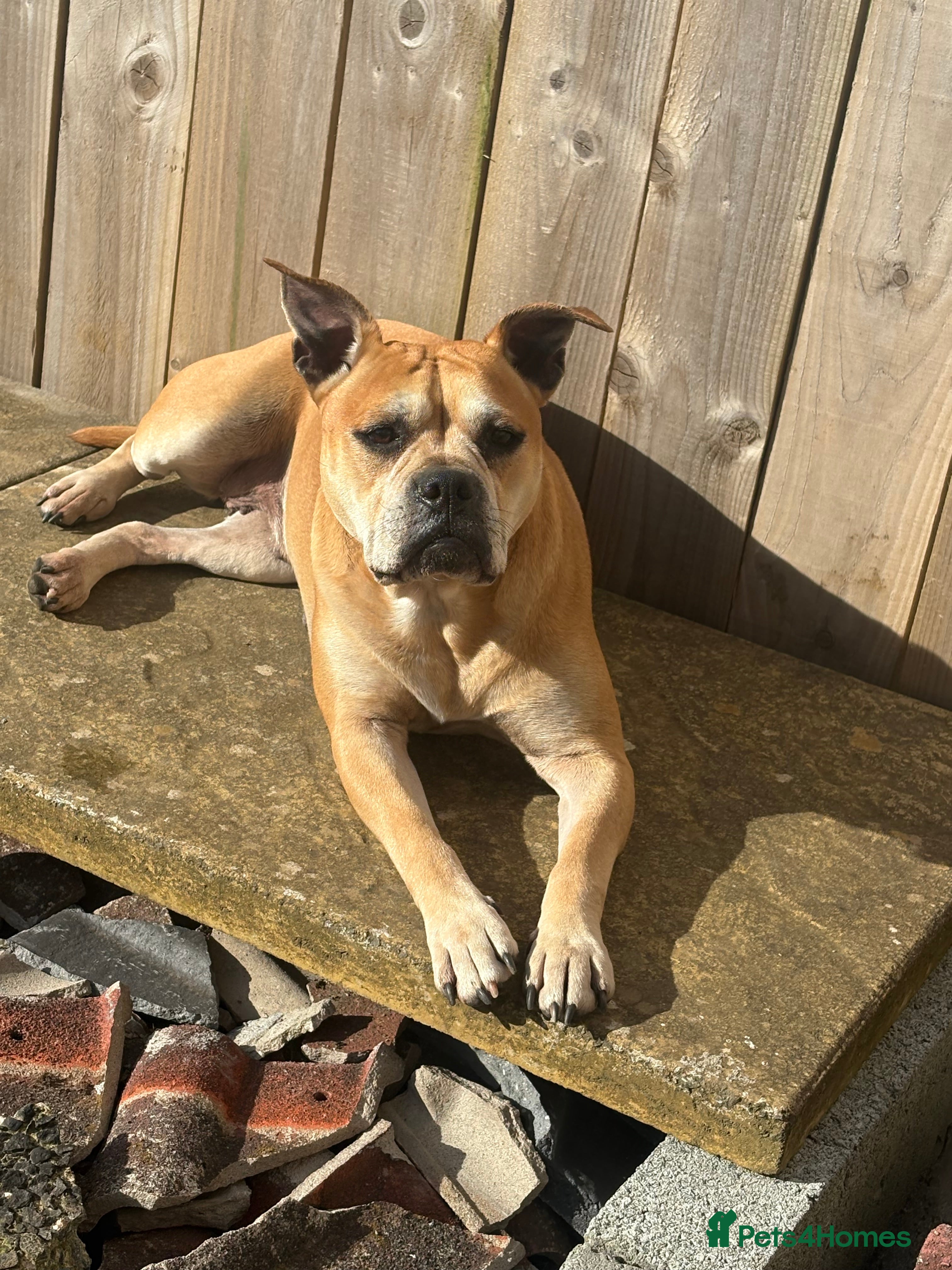 Mixed Breed dogs American bulldog cross staffy pup  - Advert 3