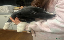 Smooth Collie dogs for sale: Collie x kelpie pups - Advert 8