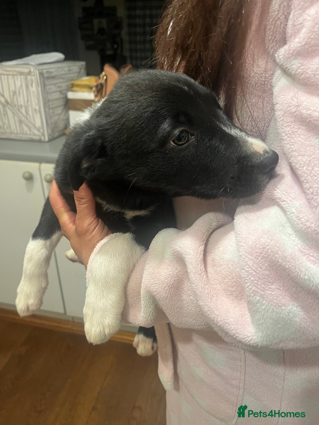 Smooth Collie dogs for sale: Collie x kelpie pups - Advert 8