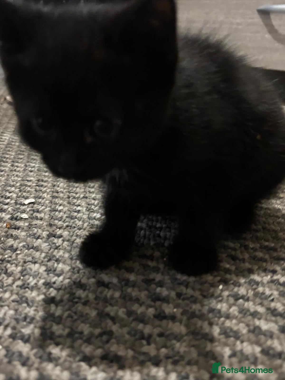 Quail poultry Black kitten  - Advert 9