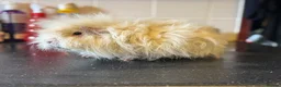 Guinea Pig rodents for sale: Selection of guinea pigs looking for new homes  - Advert 16