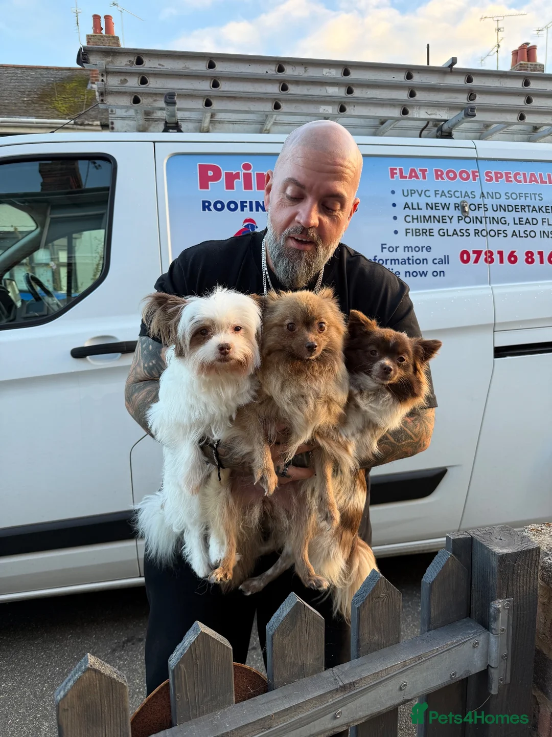 Pomeranian dogs for sale: 2 beautiful Pomeranian x Yorkie boys in Burnham-on-Crouch - Advert 11