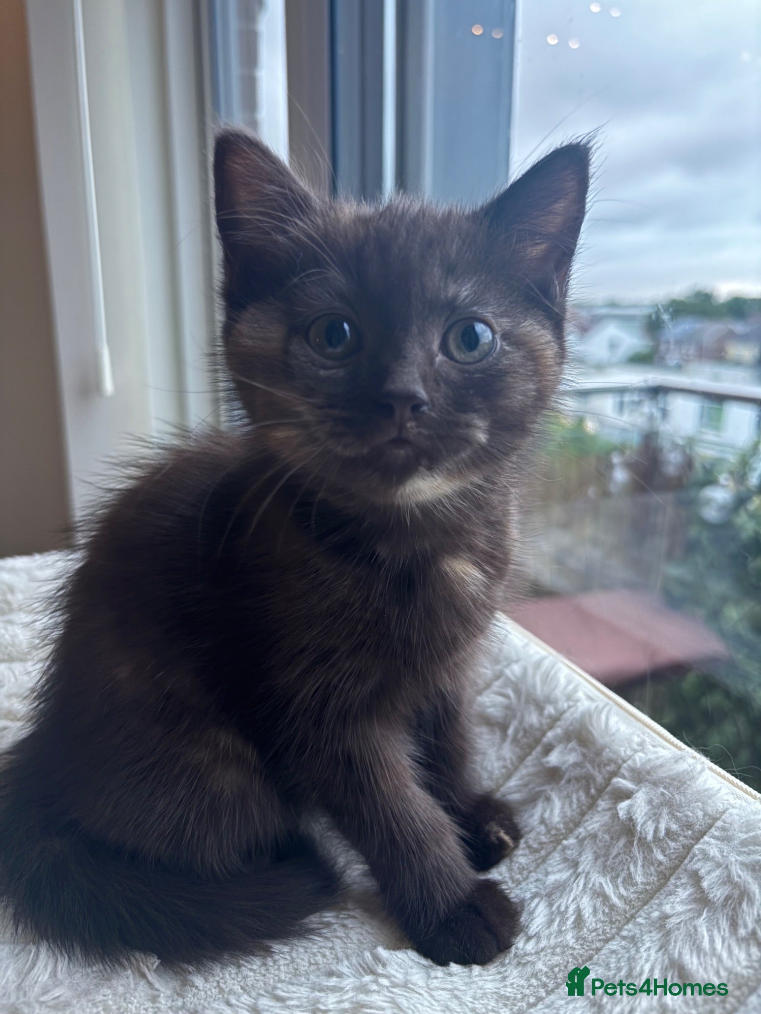British Shorthair cats 🤎beautiful siberian x british shorthair kitten🤎  - Advert 1