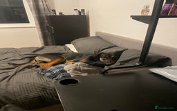 Mixed Breed dogs for sale: Reggie - Image 5