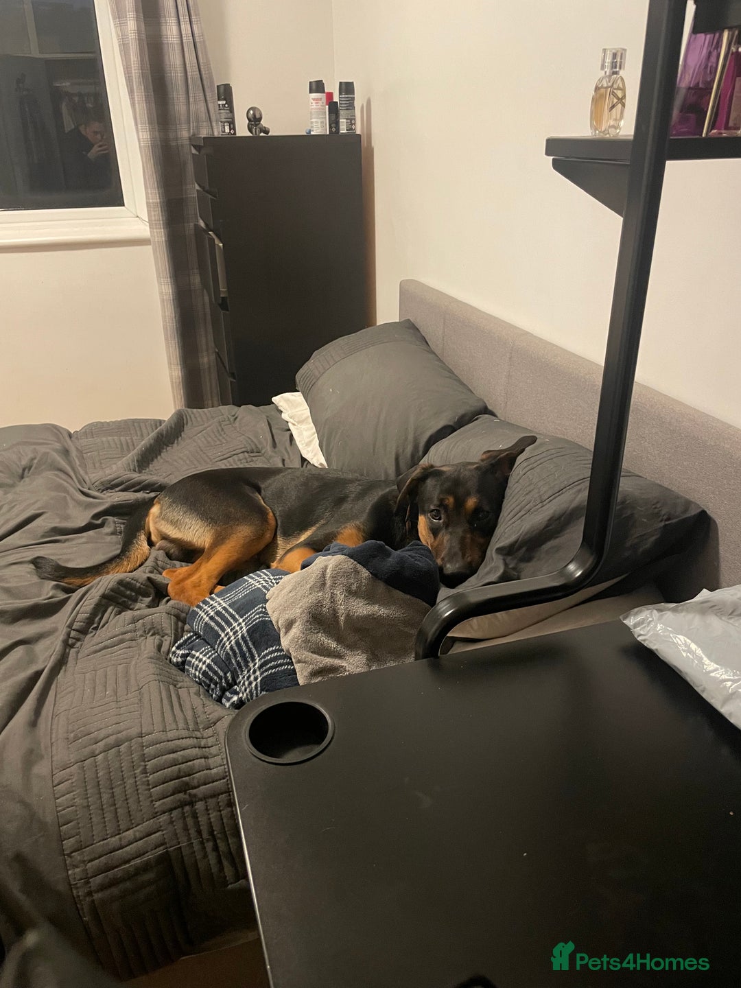 Mixed Breed dogs for sale: Reggie - Image 5