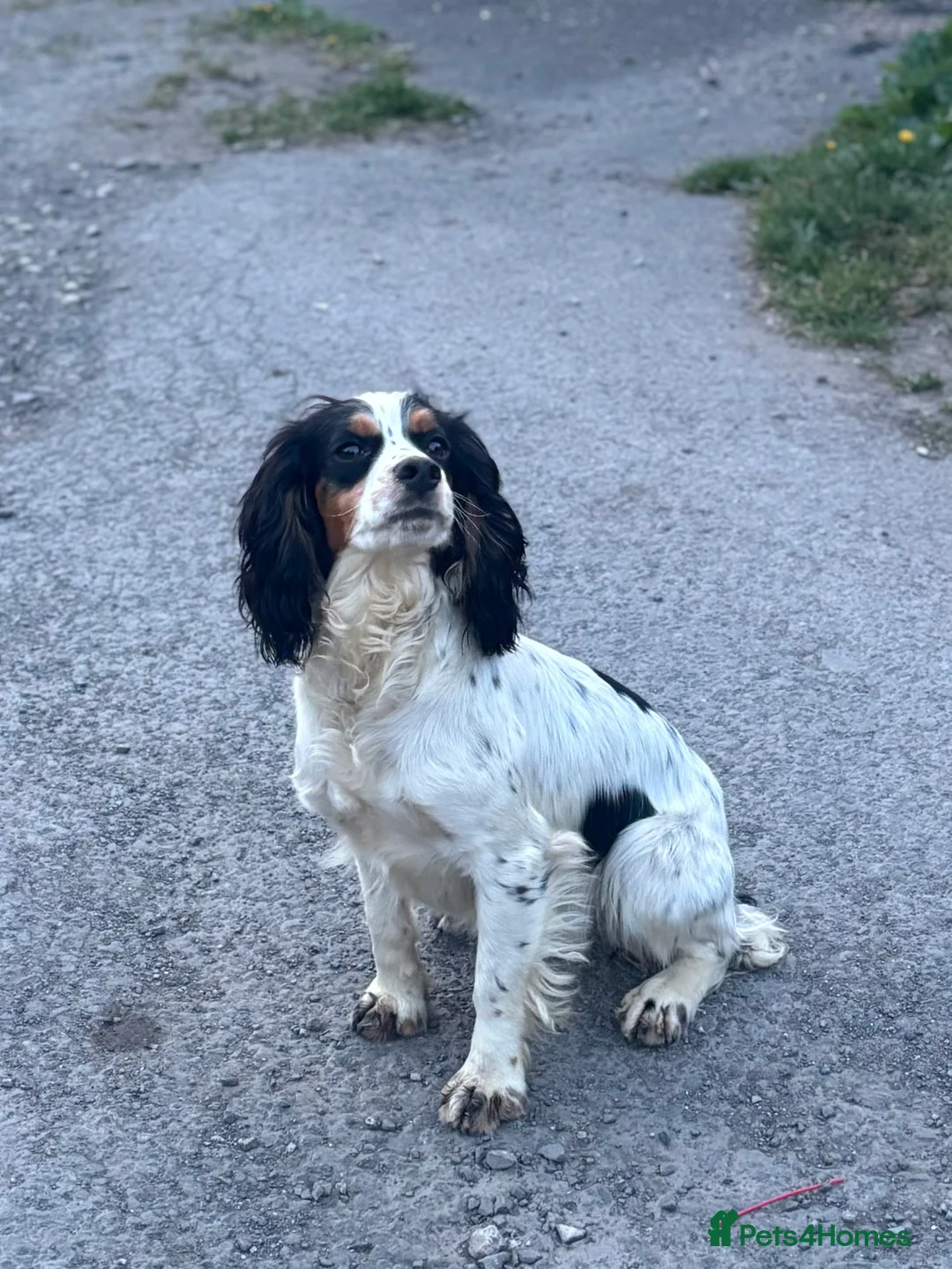 Cockapoo dogs for sale: LAST BOY REDUCED- Health Tested toy cockerpoos  - Advert 12